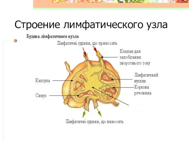 Строение лимфатического узла