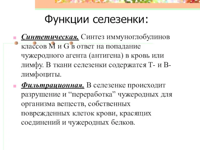 Функции селезенки: Синтетическая. Синтез иммуноглобулинов классов М и G в