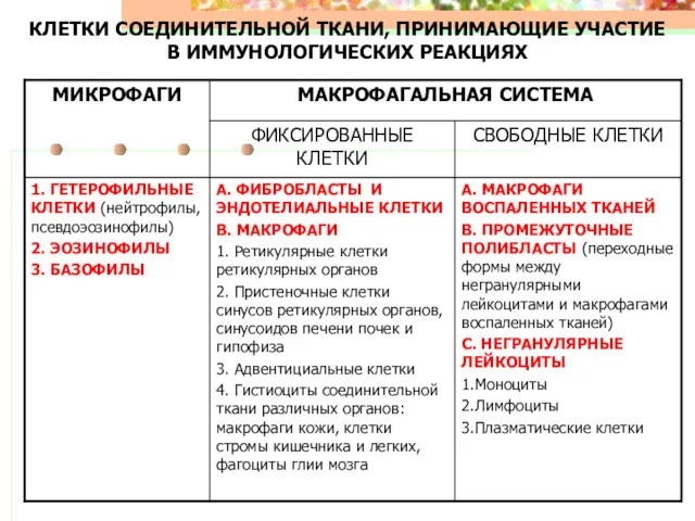 КЛЕТКИ СОЕДИНИТЕЛЬНОЙ ТКАНИ, ПРИНИМАЮЩИЕ УЧАСТИЕ В ИММУНОЛОГИЧЕСКИХ РЕАКЦИЯХ