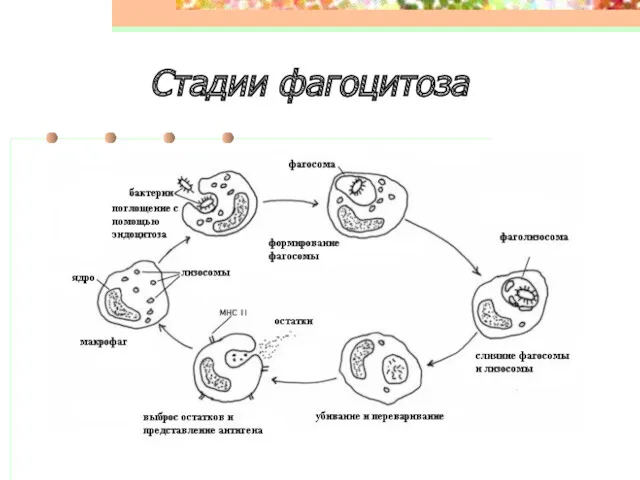 Стадии фагоцитоза