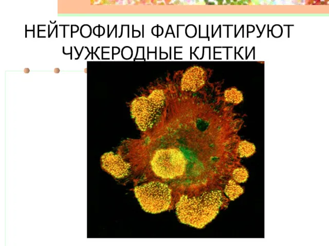 НЕЙТРОФИЛЫ ФАГОЦИТИРУЮТ ЧУЖЕРОДНЫЕ КЛЕТКИ