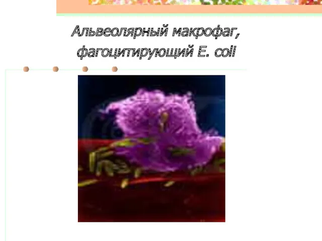 Альвеолярный макрофаг, фагоцитирующий E. coli