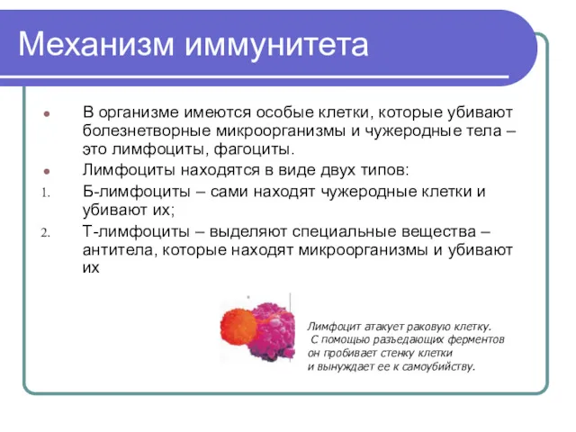 Механизм иммунитета В организме имеются особые клетки, которые убивают болезнетворные