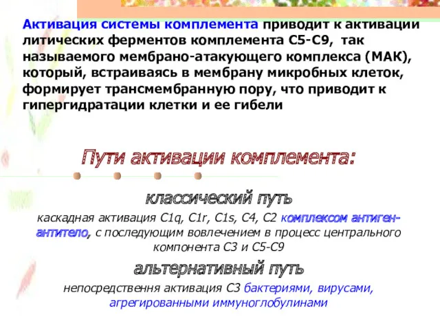 Активация системы комплемента приводит к активации литических ферментов комплемента С5-С9,