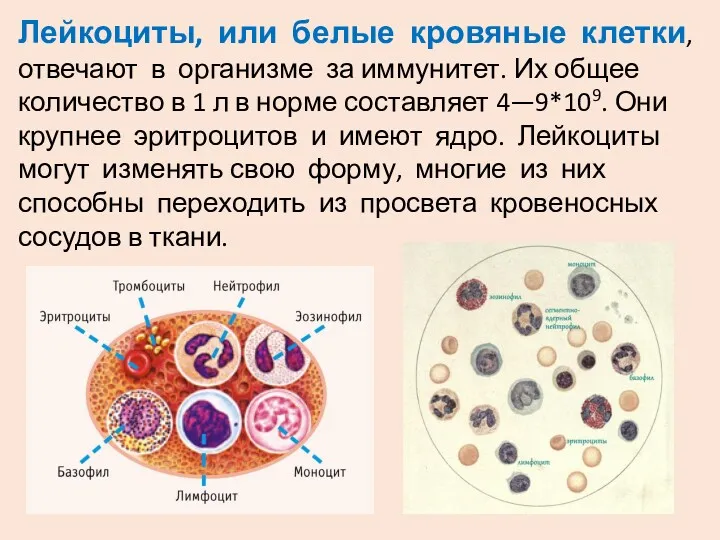 Лейкоциты, или белые кровяные клетки, отвечают в организме за иммунитет.