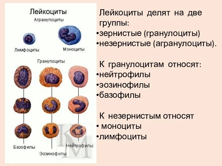 Лейкоциты делят на две группы: зернистые (гранулоциты) незернистые (агранулоциты). К гранулоцитам относят: нейтрофилы