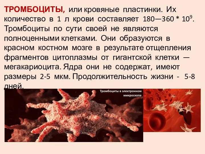 ТРОМБОЦИТЫ, или кровяные пластинки. Их количество в 1 л крови