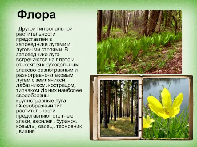 Флора Другой тип зональной растительности представлен в заповеднике лугами и луговыми степями. В