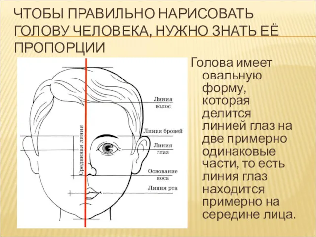 ЧТОБЫ ПРАВИЛЬНО НАРИСОВАТЬ ГОЛОВУ ЧЕЛОВЕКА, НУЖНО ЗНАТЬ ЕЁ ПРОПОРЦИИ Голова