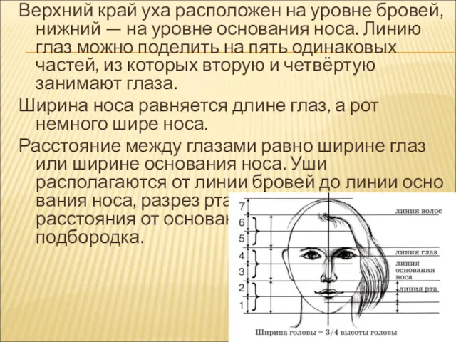 Верхний край уха расположен на уровне бровей, нижний — на