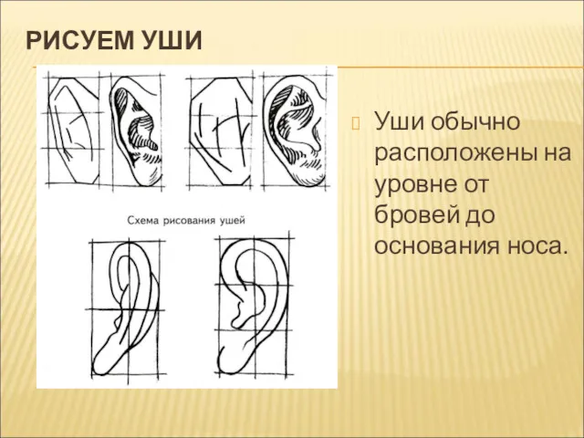 РИСУЕМ УШИ Уши обычно расположены на уровне от бровей до основания носа.