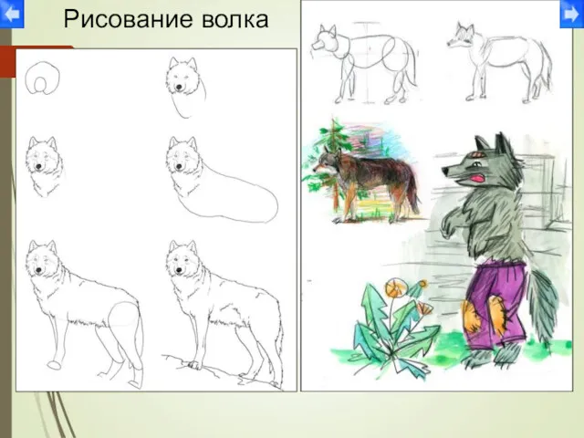 Рисование волка