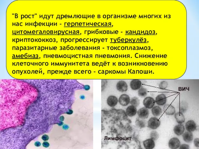 "В рост" идут дремлющие в организме многих из нас инфекции