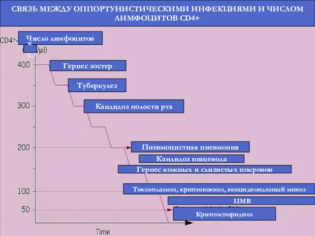 СВЯЗЬ МЕЖДУ ОППОРТУНИСТИЧЕСКИМИ ИНФЕКЦИЯМИ И ЧИСЛОМ ЛИМФОЦИТОВ CD4+ Число лимфоцитов