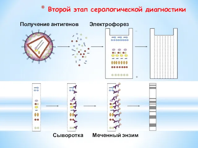 Второй этап серологической диагностики Получение антигенов Электрофорез Сыворотка Меченный энзим