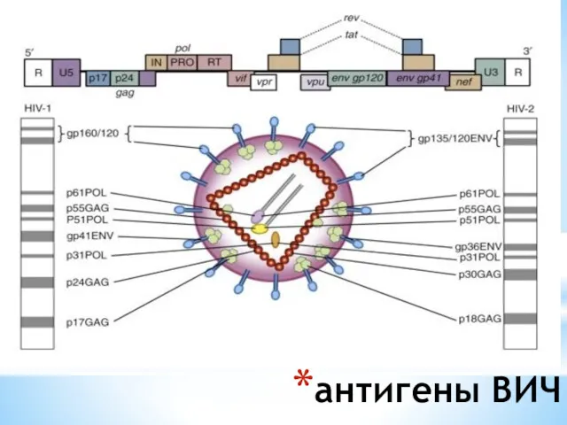 антигены ВИЧ