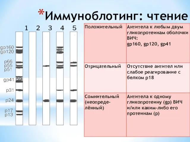 Иммуноблотинг: чтение результата Сомнительные пробы требуют проведения повторного исследования 1 2 3 4 5