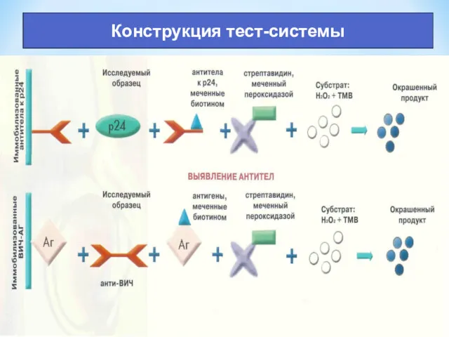 Конструкция тест-системы