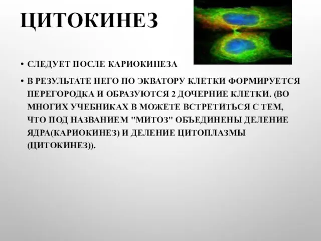 ЦИТОКИНЕЗ СЛЕДУЕТ ПОСЛЕ КАРИОКИНЕЗА В РЕЗУЛЬТАТЕ НЕГО ПО ЭКВАТОРУ КЛЕТКИ