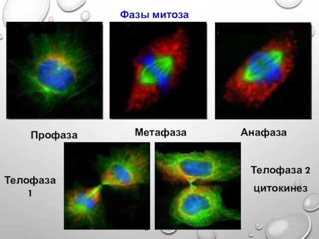 Фазы митоза Профаза Метафаза Анафаза Телофаза 1 Телофаза 2 цитокинез