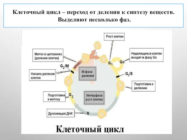 Клеточный цикл – переход от деления к синтезу веществ. Выделяют несколько фаз.