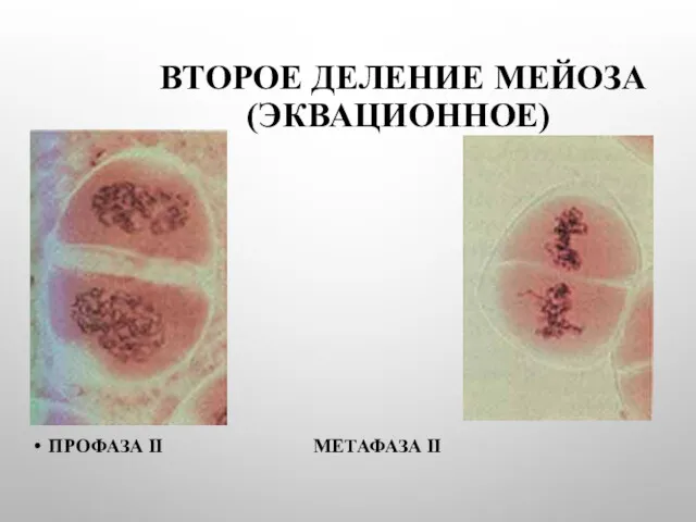 ВТОРОЕ ДЕЛЕНИЕ МЕЙОЗА (ЭКВАЦИОННОЕ) ПРОФАЗА II МЕТАФАЗА II