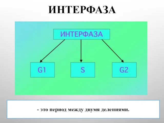 ИНТЕРФАЗА - это период между двумя делениями.