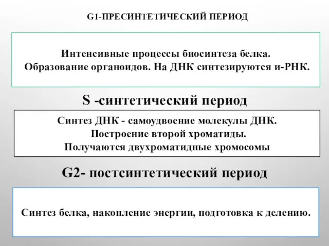 G1-ПРЕСИНТЕТИЧЕСКИЙ ПЕРИОД Интенсивные процессы биосинтеза белка. Образование органоидов. На ДНК