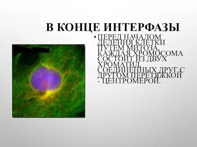 В КОНЦЕ ИНТЕРФАЗЫ ПЕРЕД НАЧАЛОМ ДЕЛЕНИЯ КЛЕТКИ ПУТЕМ МИТОЗА, КАЖДАЯ