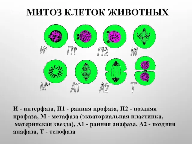 МИТОЗ КЛЕТОК ЖИВОТНЫХ И - интерфаза, П1 - ранняя профаза,