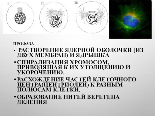 ПРОФАЗА РАСТВОРЕНИЕ ЯДЕРНОЙ ОБОЛОЧКИ (ИЗ ДВУХ МЕМБРАН) И ЯДРЫШКА СПИРАЛИЗАЦИЯ