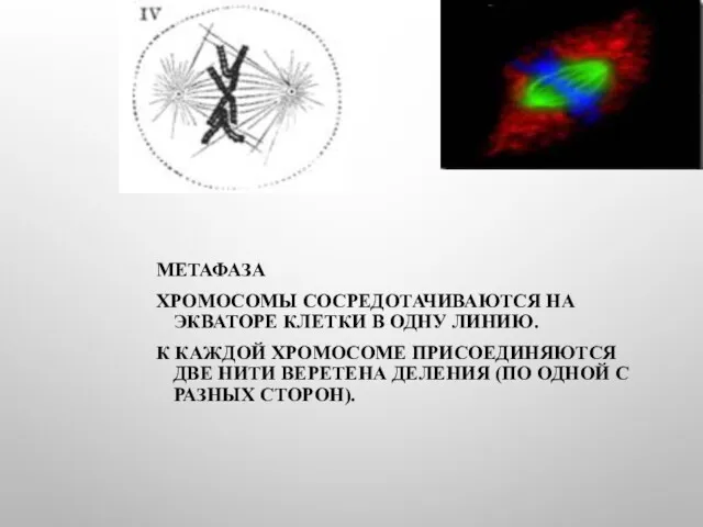 МЕТАФАЗА ХРОМОСОМЫ СОСРЕДОТАЧИВАЮТСЯ НА ЭКВАТОРЕ КЛЕТКИ В ОДНУ ЛИНИЮ. К