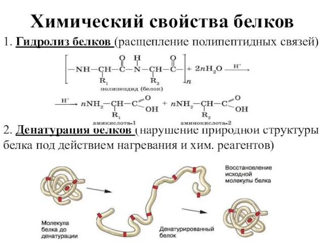 Химический свойства белков 1. Гидролиз белков (расщепление полипептидных связей) 2.