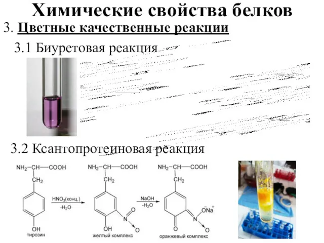 Химические свойства белков 3. Цветные качественные реакции 3.1 Биуретовая реакция 3.2 Ксантопротеиновая реакция