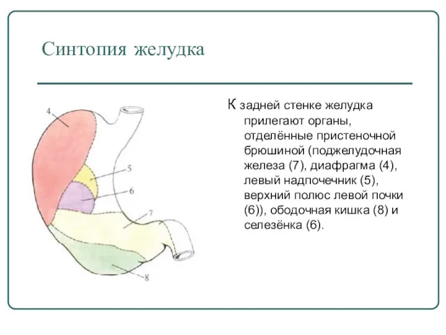 Синтопия желудка К задней стенке желудка прилегают органы, отделённые пристеночной брюшиной (поджелудочная железа