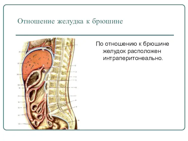 Отношение желудка к брюшине По отношению к брюшине желудок расположен интраперитонеально.