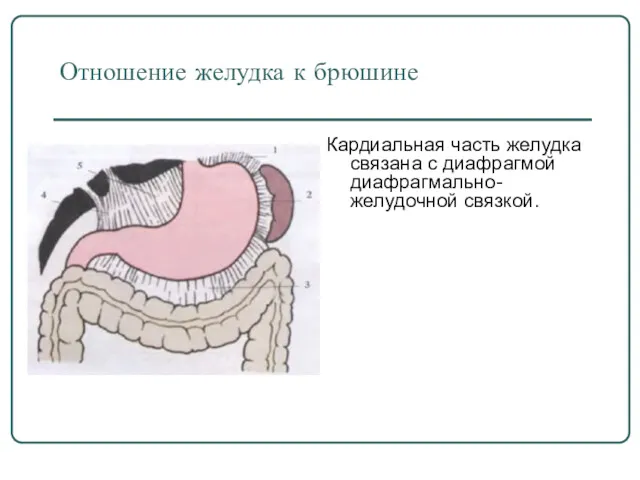 Отношение желудка к брюшине Кардиальная часть желудка связана с диафрагмой диафрагмально-желудочной связкой.