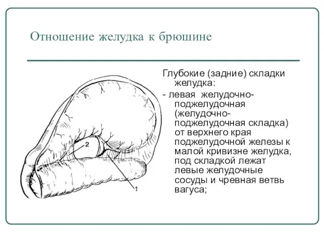 Отношение желудка к брюшине Глубокие (задние) складки желудка: - левая желудочно-поджелудочная (желудочно-поджелудочная складка)