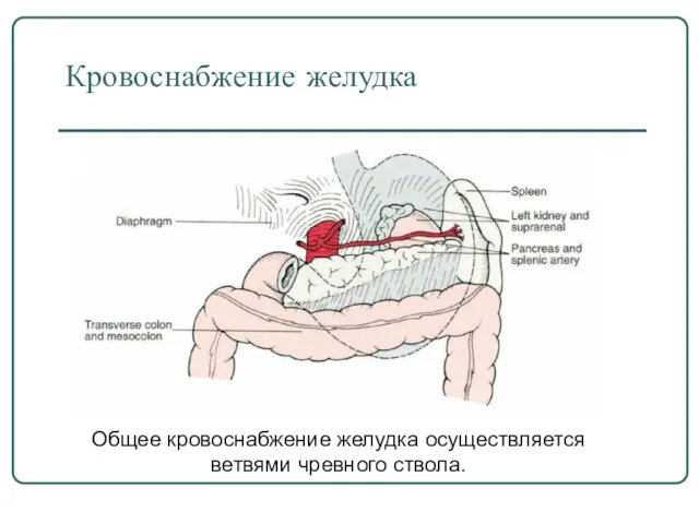 Кровоснабжение желудка Общее кровоснабжение желудка осуществляется ветвями чревного ствола.