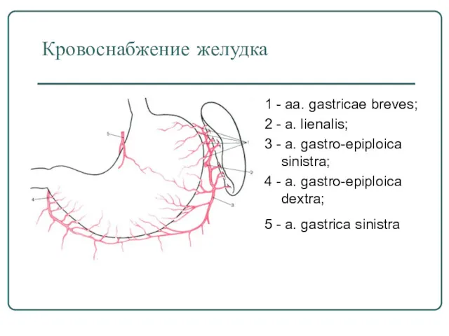 Кровоснабжение желудка 1 - аа. gastricae breves; 2 - a. lienalis; 3 -