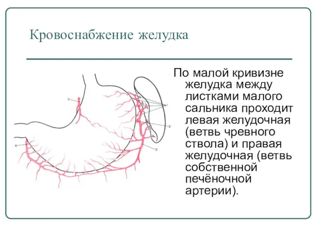 Кровоснабжение желудка По малой кривизне желудка между листками малого сальника проходит левая желудочная