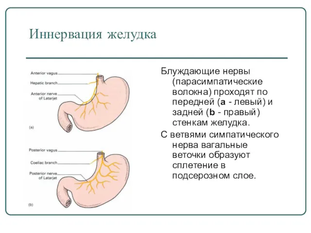 Иннервация желудка Блуждающие нервы (парасимпатические волокна) проходят по передней (а - левый) и