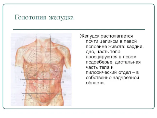 Голотопия желудка Желудок располагается почти целиком в левой половине живота: кардия, дно, часть