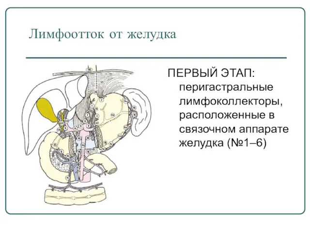 Лимфоотток от желудка ПЕРВЫЙ ЭТАП: перигастральные лимфоколлекторы, расположенные в связочном аппарате желудка (№1–6)