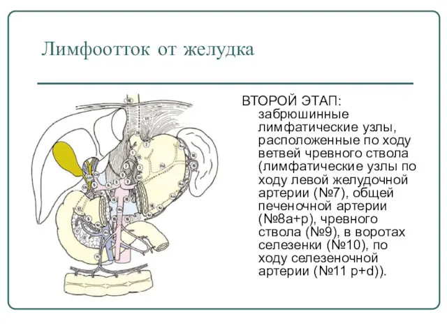 Лимфоотток от желудка ВТОРОЙ ЭТАП: забрюшинные лимфатические узлы, расположенные по ходу ветвей чревного