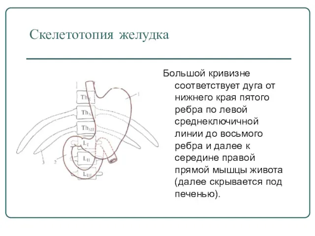 Скелетотопия желудка Большой кривизне соответствует дуга от нижнего края пятого ребра по левой