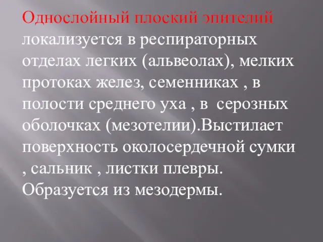 Однослойный плоский эпителий локализуется в респираторных отделах легких (альвеолах), мелких