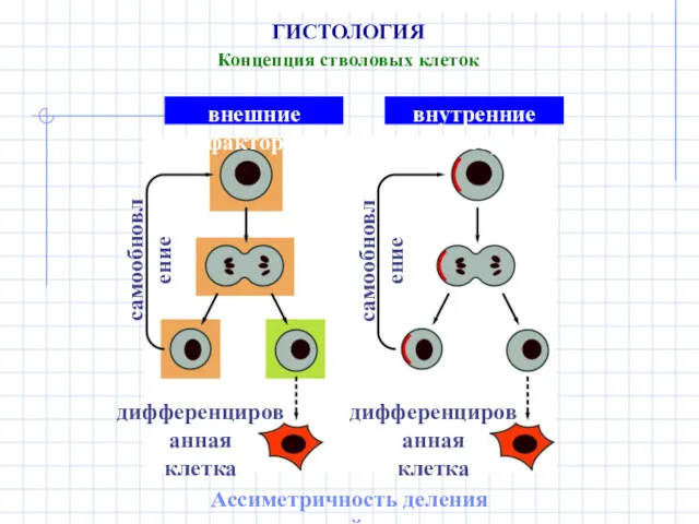 ГИСТОЛОГИЯ Концепция стволовых клеток Ассиметричность деления стволовой клетки внешние факторы