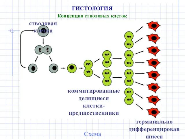 ГИСТОЛОГИЯ Концепция стволовых клеток Схема дифферона терминально дифференцировавшиеся клетки стволовая клетка коммитированные делящиеся клетки-предшественники