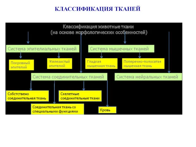 КЛАССИФИКАЦИЯ ТКАНЕЙ